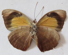 Catonephele numilia esite