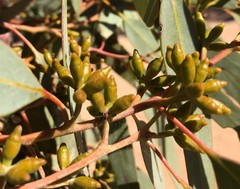 Eucalyptus cyanophylla