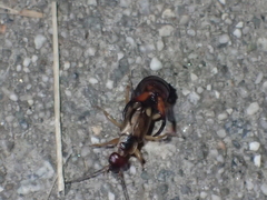 Forficula auricularia