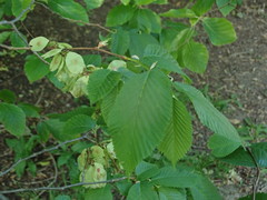 Ulmus glabra