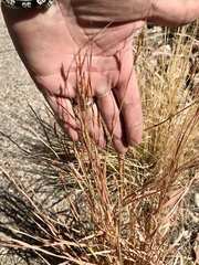 Heteropogon