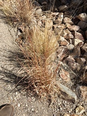 Heteropogon