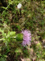 Cirsium acrolepis