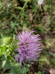 Cirsium acrolepis