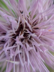 Cirsium acrolepis