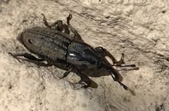 Sphenophorus cariosus