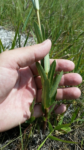 Image of Asclepias connivens by (c) Jay Horn, some rights reserved (CC BY)