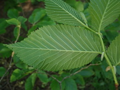 Ulmus glabra