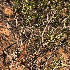 Melaleuca acuminata
