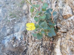 Chylismia cardiophylla