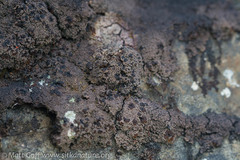 Fuscopannaria maritima