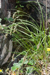 Carex gmelinii