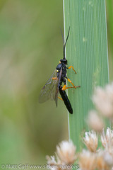 Limerodops belangeri