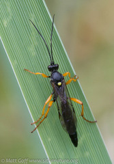 Limerodops belangeri