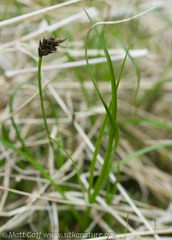 Carex nigricans