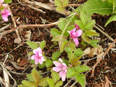 Rubus arcticus stellatus