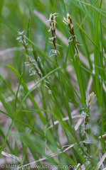 Carex anthoxanthea