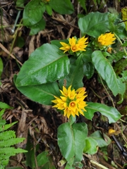 Lysimachia alfredii