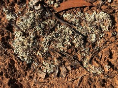 Xanthoparmelia reptans