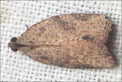 Meritastis laganodes