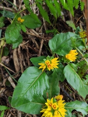 Lysimachia alfredii