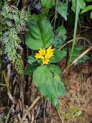 Lysimachia alfredii