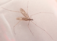 Amphineurus hudsoni