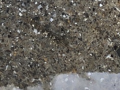 Oligocottus maculosus