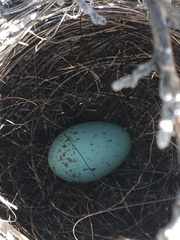 Artemisiospiza nevadensis