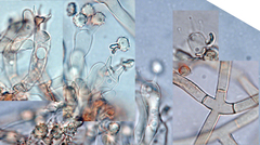 Tomentellopsis zygodesmoides