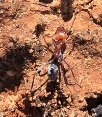Iridomyrmex purpureus