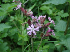 Silene dioica