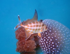 Uraspis helvola
