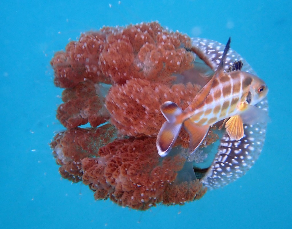 Witmond-horsmakreel (Uraspis helvola) — Carangidae
