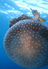 Uraspis helvola