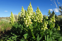 Lupinus prunophilus