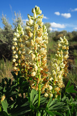 Lupinus prunophilus