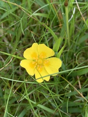 Potentilla anglica