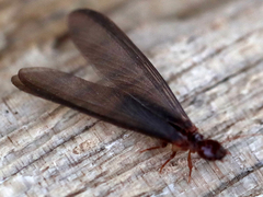 Zootermopsis nevadensis