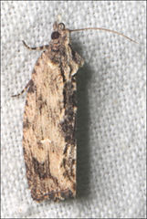 Oxysemaphora notialis