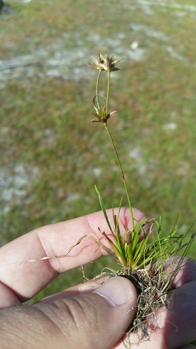 Image of Juncus repens by (c) Jay Horn, some rights reserved (CC BY)