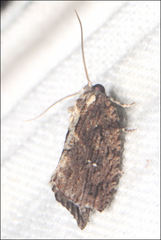 Oxysemaphora notialis