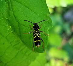 Xylotrechus nitidus