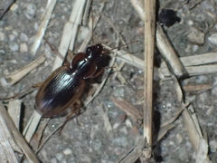 Tanystoma maculicolle