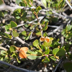 Dodonaea bursariifolia
