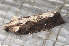 Oxysemaphora notialis