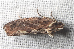 Oxysemaphora notialis