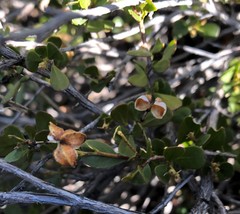 Dodonaea bursariifolia