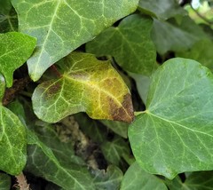 Colletotrichum trichellum