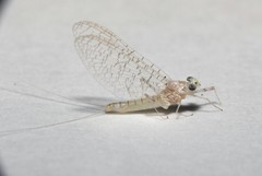 Maccaffertium terminatum terminatum